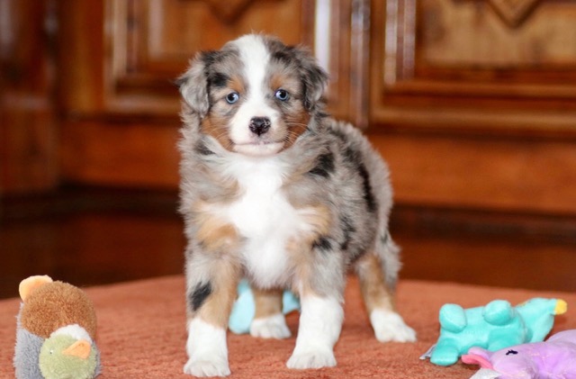 Blue Horizon toy australian shepherds