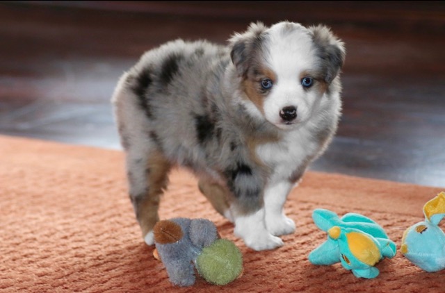 Blue Horizon toy australian shepherds