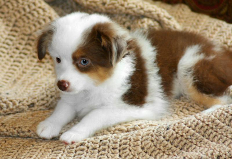 Blue Horizon Toy Australian Shepherds