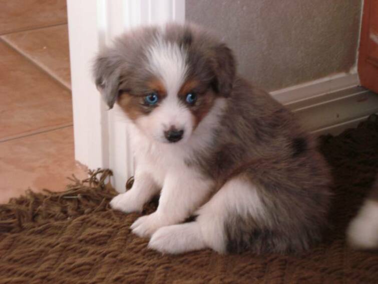 blue merle mini aussie puppies for sale